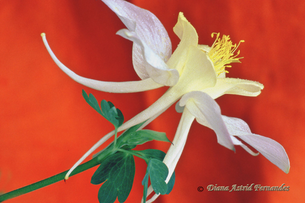 Columbine-against-red-background